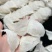 干挑三角盏燕窝燕盏干盏印尼燕窝天然正品孕妇补品色泽润白