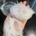 干挑三角盏燕窝燕盏干盏印尼燕窝天然正品孕妇补品色泽润白