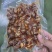 麻辣东风螺一手资源厂家直发