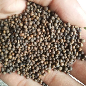 中药材黄荆子牡荆子布荆子黄金子