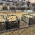鸭皮蛋鸭变蛋鸭皮蛋大小码均有常年有货，需要联系