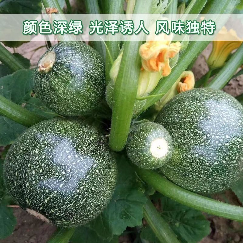 兴蔬嫩早黑妞南瓜种子早熟小南瓜耐寒深绿色小青瓜