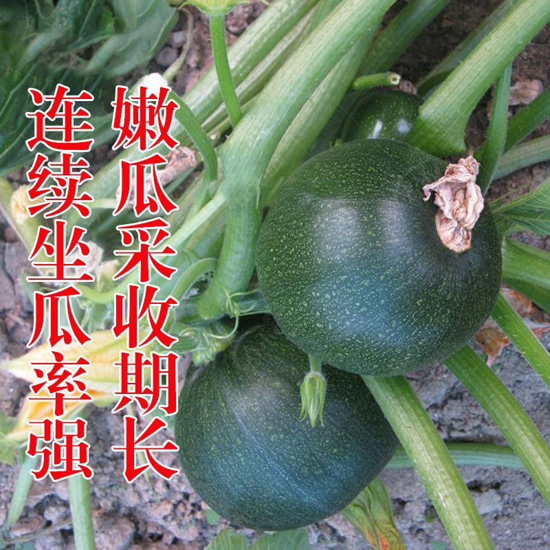 兴蔬嫩早黑妞南瓜种子早熟小南瓜耐寒深绿色小青瓜