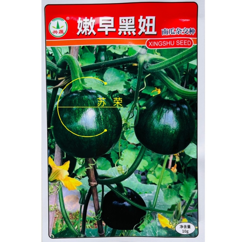兴蔬嫩早黑妞南瓜种子早熟小南瓜耐寒深绿色小青瓜