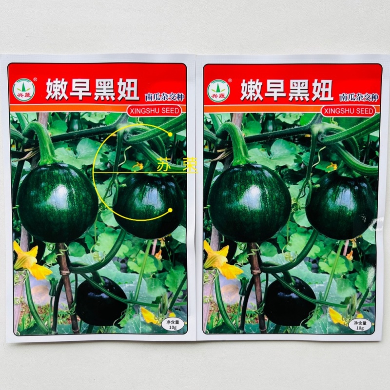 兴蔬嫩早黑妞南瓜种子早熟小南瓜耐寒深绿色小青瓜