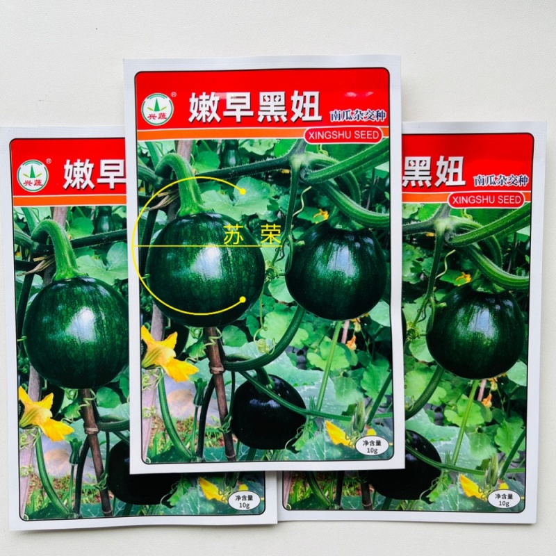 兴蔬嫩早黑妞南瓜种子早熟小南瓜耐寒深绿色小青瓜