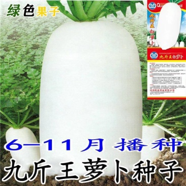 （包邮）九斤王种子白萝卜种籽蔬菜种子不空心春不老种子