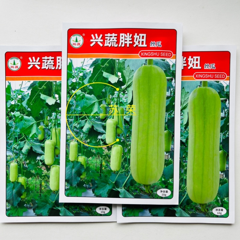 兴蔬胖妞圆筒形光皮白绿丝瓜种子中熟种籽瓜形匀称美观果