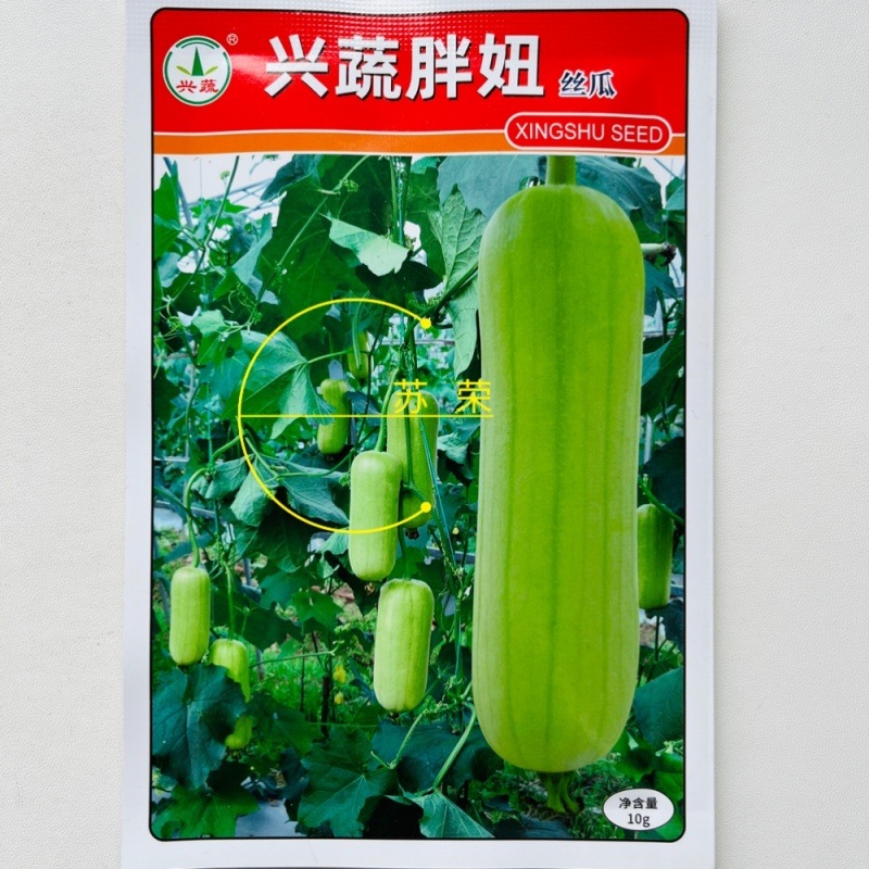 兴蔬胖妞圆筒形光皮白绿丝瓜种子中熟种籽瓜形匀称美观果