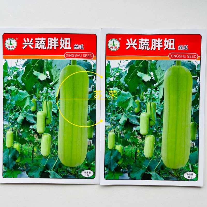 兴蔬胖妞圆筒形光皮白绿丝瓜种子中熟种籽瓜形匀称美观果