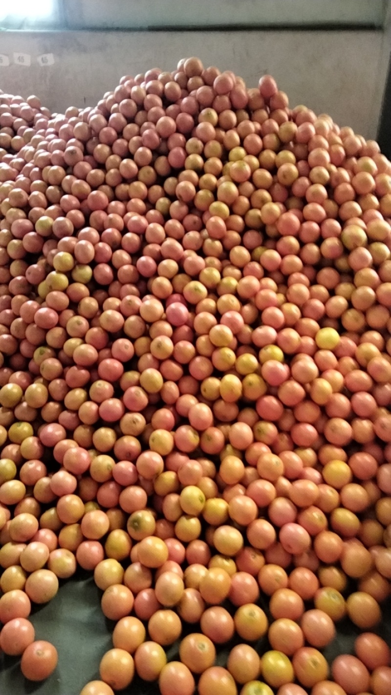 西柚精品果，工厂加工果欢迎订购