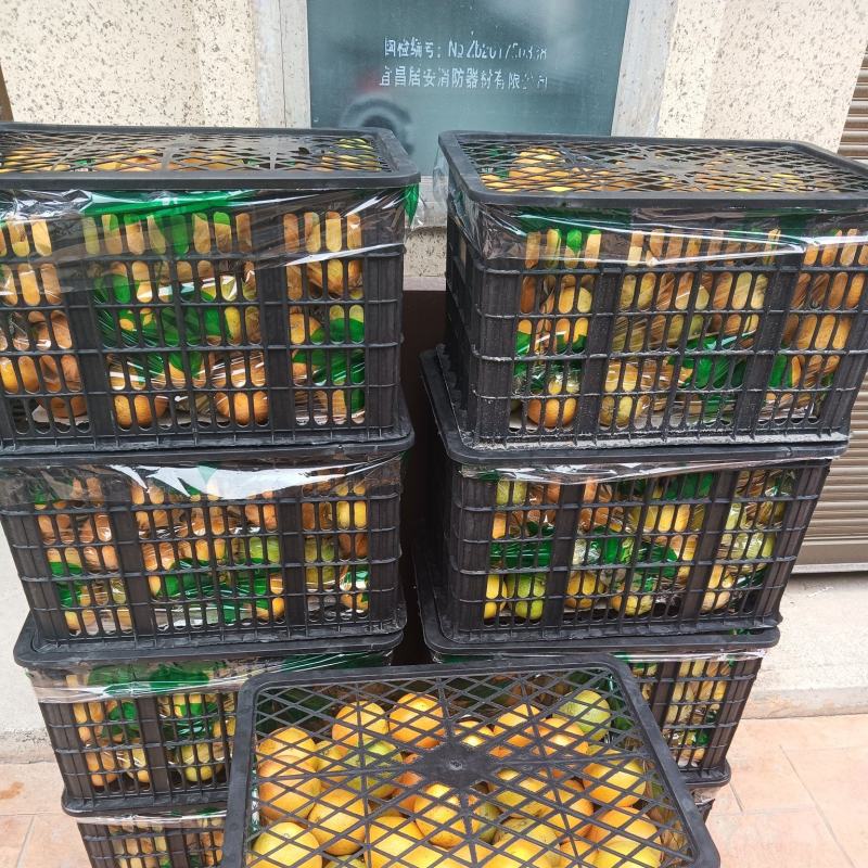 九月红脐橙纯甜化渣果园直发批量整车发货