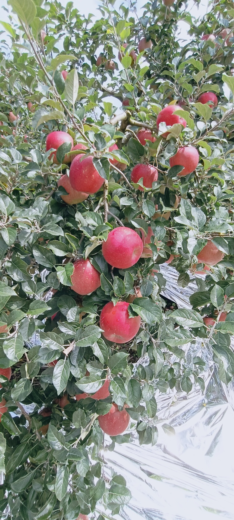 四川～汉源～冰糖心丑苹果，产地直供，一首货源