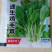 （包装）500克散装青菜鸡毛菜种子