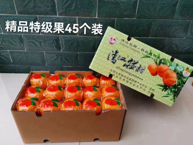 湖北宜昌清江椪柑原产地种植大户（年产量20万斤+）