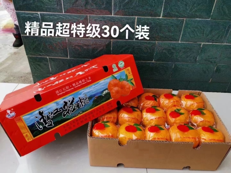 湖北宜昌清江椪柑原产地种植大户（年产量20万斤+）