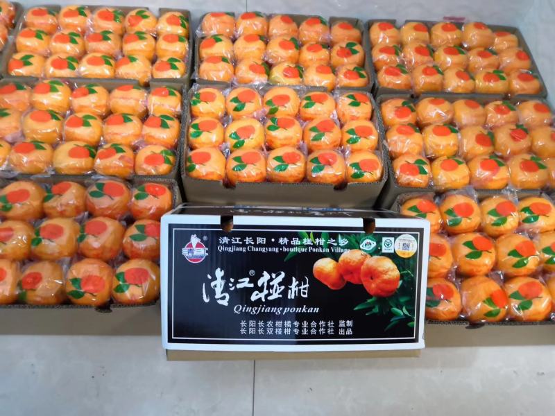 湖北宜昌清江椪柑原产地种植大户（年产量20万斤+）