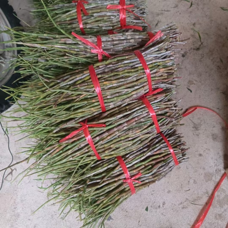 紫皮石斛鲜条，产地直销、胶质好、条子粗