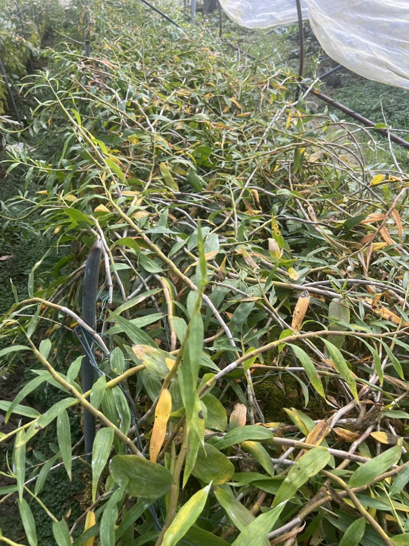 紫皮石斛鲜条，产地直销、胶质好、条子粗