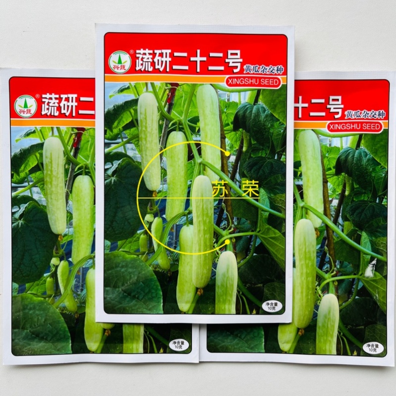 蔬研二十二号水果白黄瓜种子四季播籽早熟高产瓜条直春夏秋季