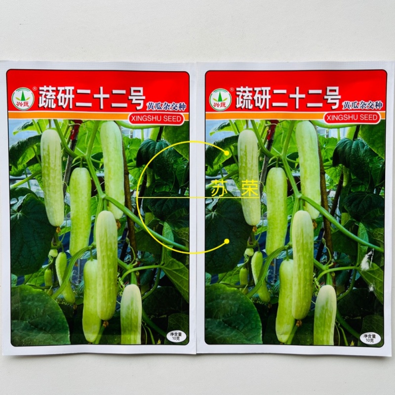 蔬研二十二号水果白黄瓜种子四季播籽早熟高产瓜条直春夏秋季