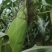 太阳花通货满顶无虫无虫无虫！