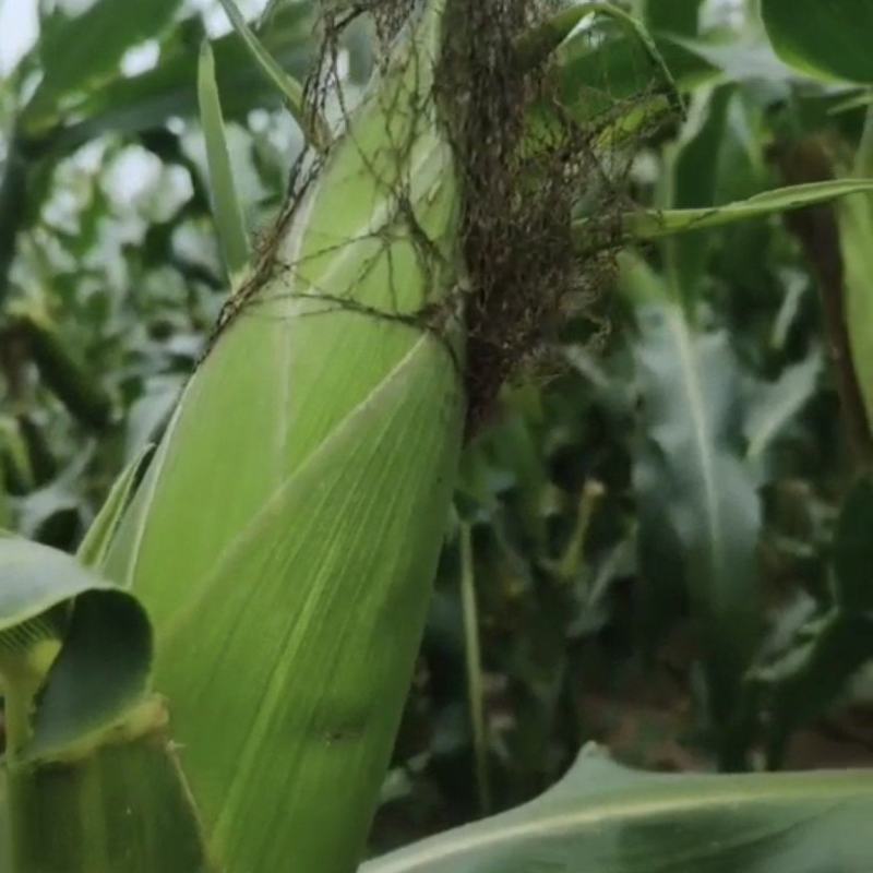 太阳花通货满顶无虫无虫无虫！