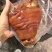 五香前肘子，颜色鲜亮，肥而不腻肉质软糯，包桌流动席餐饮店