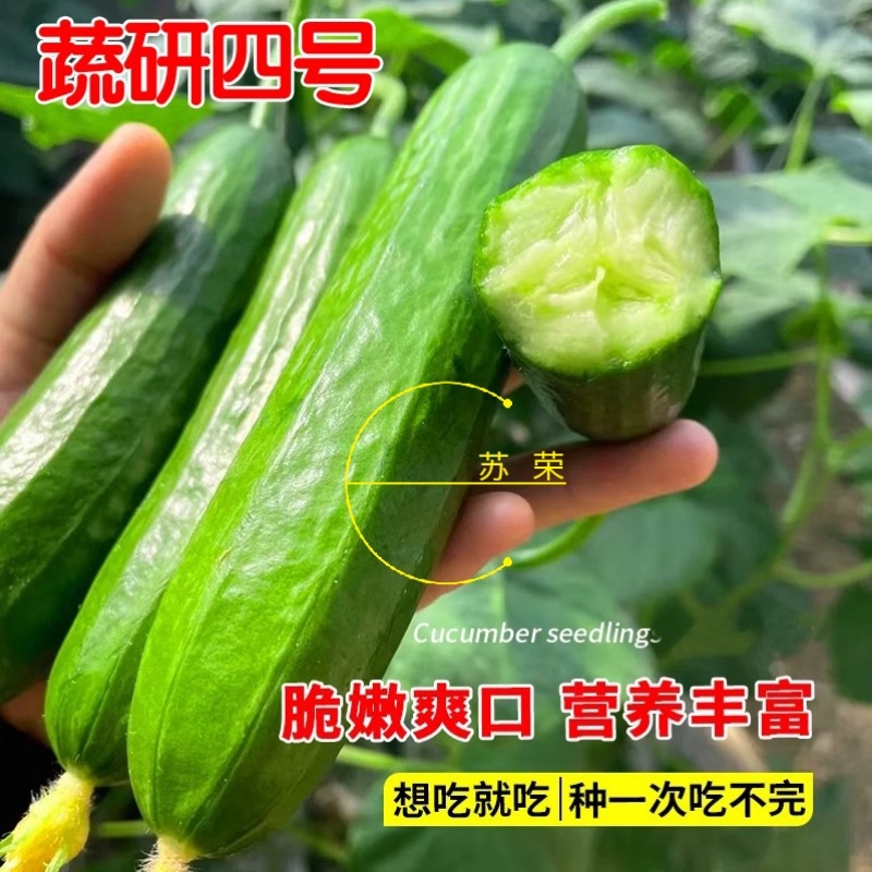 蔬研四号水果黄瓜种子无刺小油瓜耐寒全雌四季脆甜迷你小黄瓜