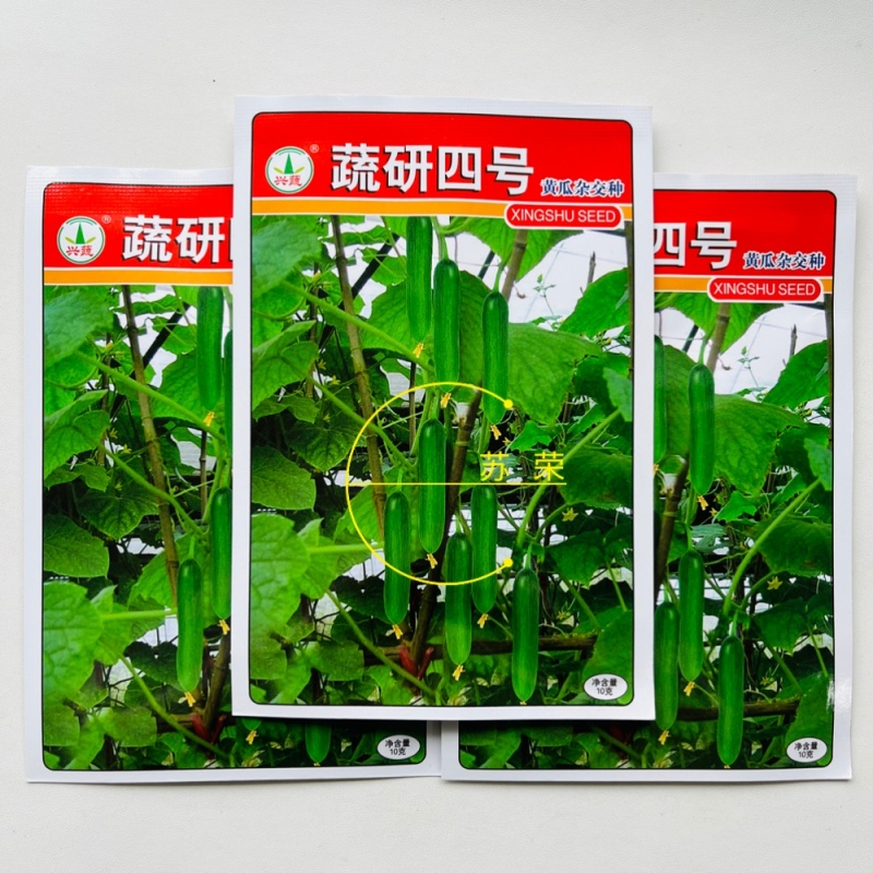 蔬研四号水果黄瓜种子无刺小油瓜耐寒全雌四季脆甜迷你小黄瓜