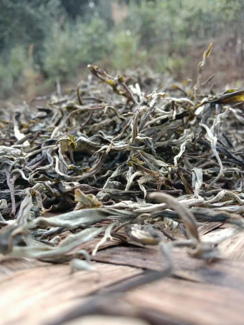 精品普洱茶