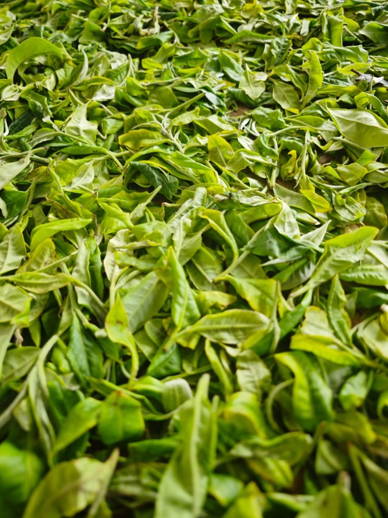 精品普洱茶
