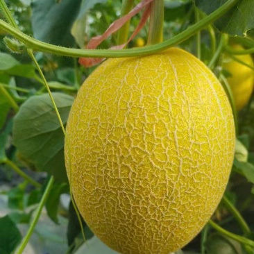 凤金蜜瓜