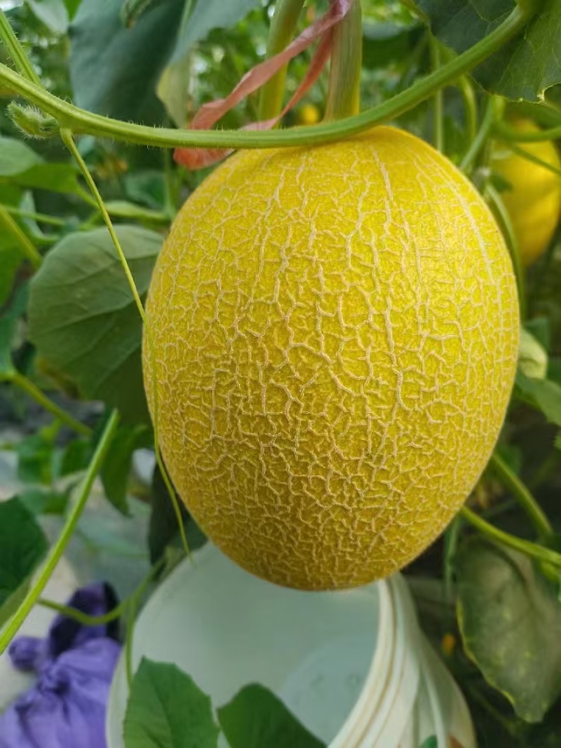 凤金蜜瓜