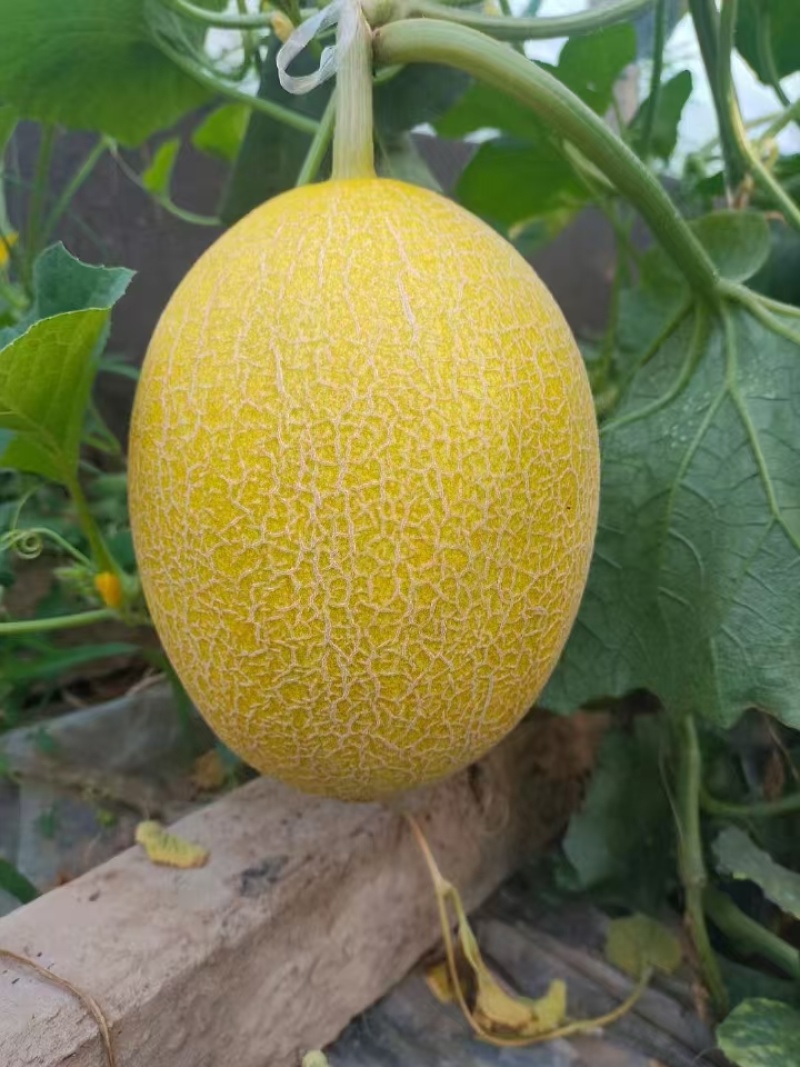 凤金蜜瓜