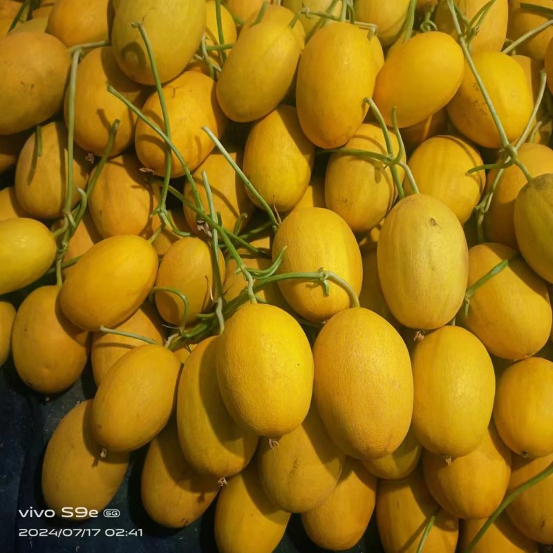 凤金蜜瓜