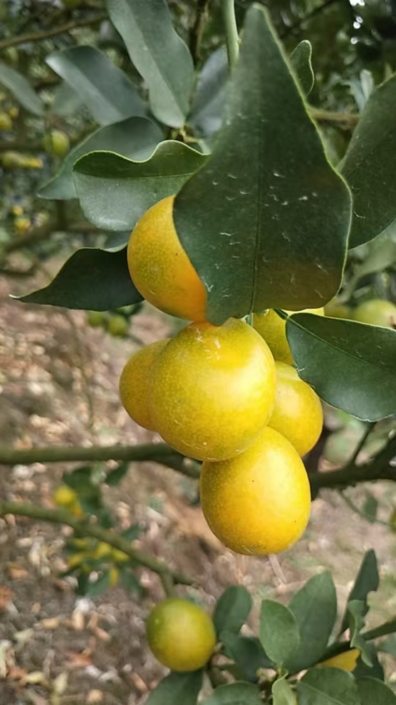 尤溪金桔