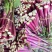 兴蔬五彩艳红早熟60天红菜苔种子紫红菜苔鲜红无蜡粉耐寒甜