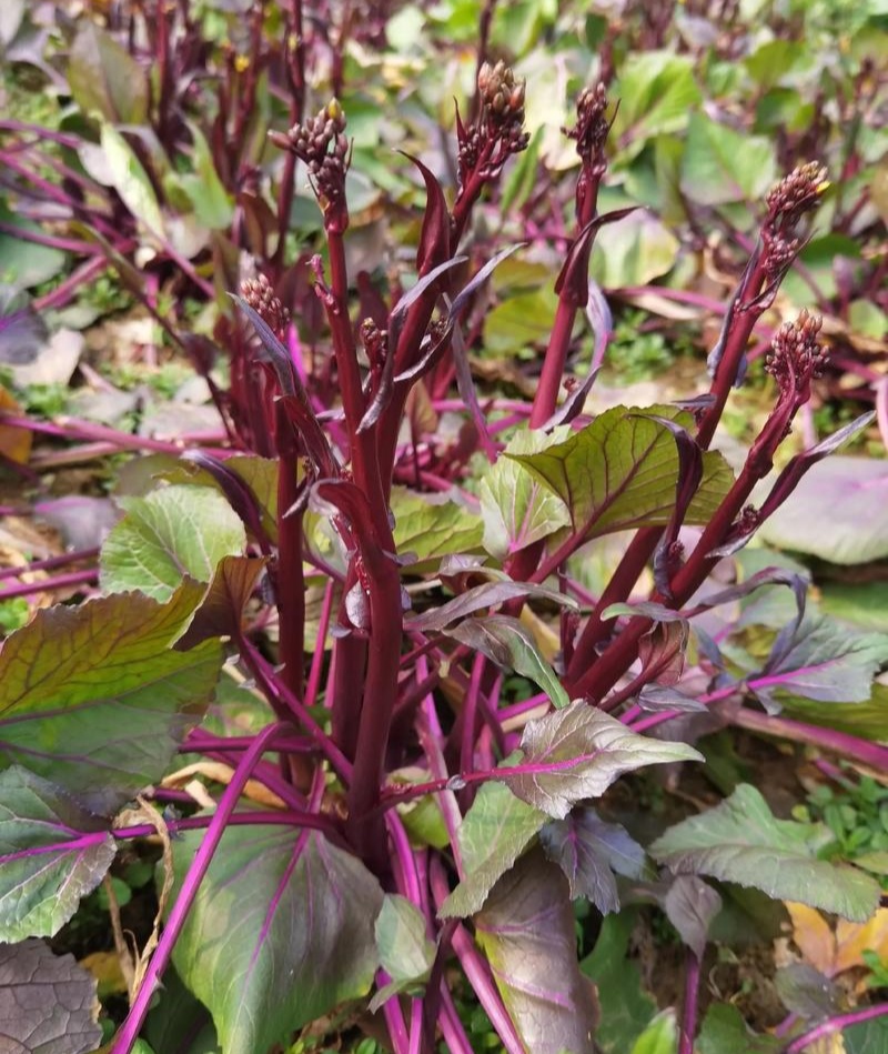 兴蔬五彩艳红早熟60天红菜苔种子紫红菜苔鲜红无蜡粉耐寒甜