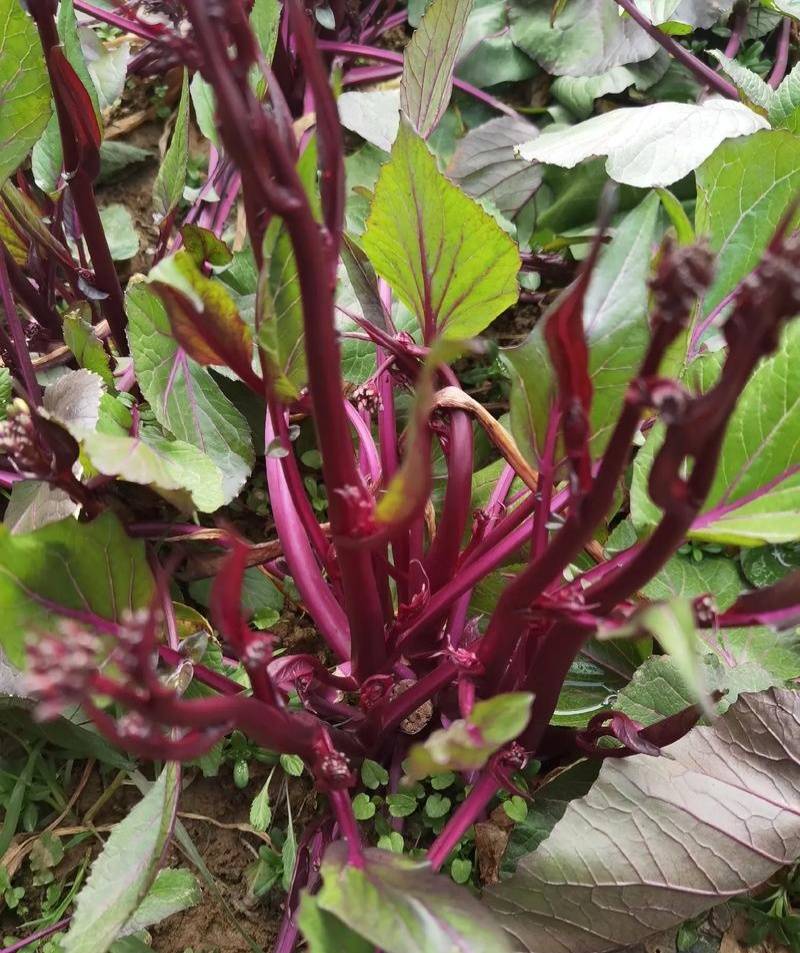兴蔬五彩艳红早熟60天红菜苔种子紫红菜苔鲜红无蜡粉耐寒甜