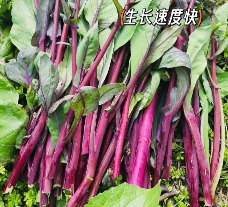 兴蔬五彩艳红早熟60天红菜苔种子紫红菜苔鲜红无蜡粉耐寒甜