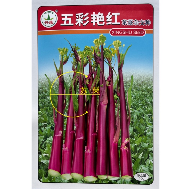兴蔬五彩艳红早熟60天红菜苔种子紫红菜苔鲜红无蜡粉耐寒甜