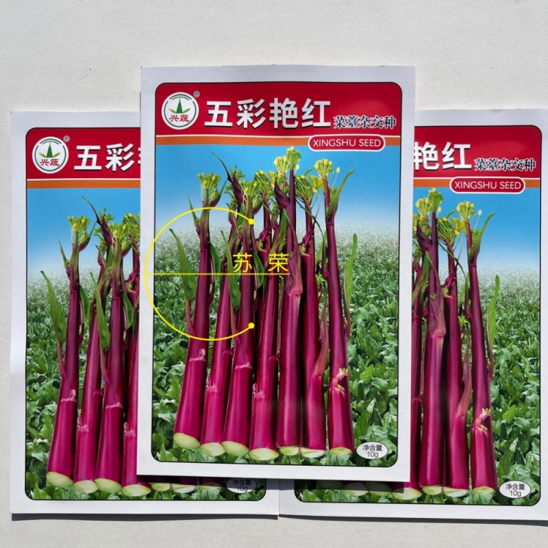 兴蔬五彩艳红早熟60天红菜苔种子紫红菜苔鲜红无蜡粉耐寒甜