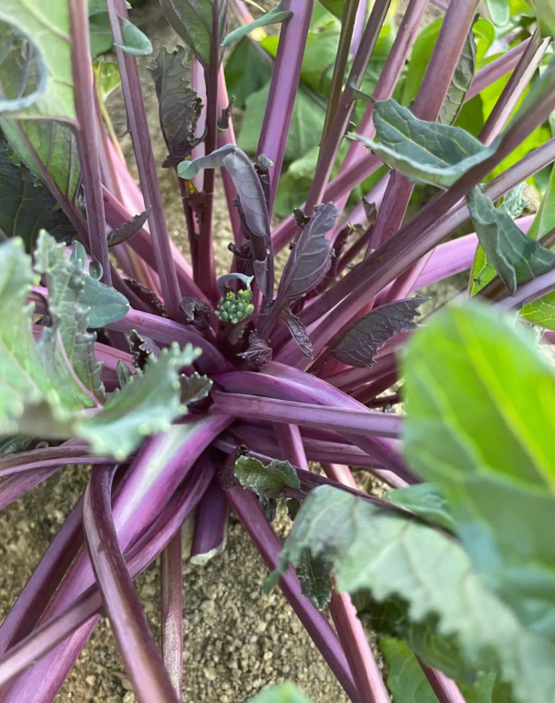 兴蔬五彩艳红早熟60天红菜苔种子紫红菜苔鲜红无蜡粉耐寒甜