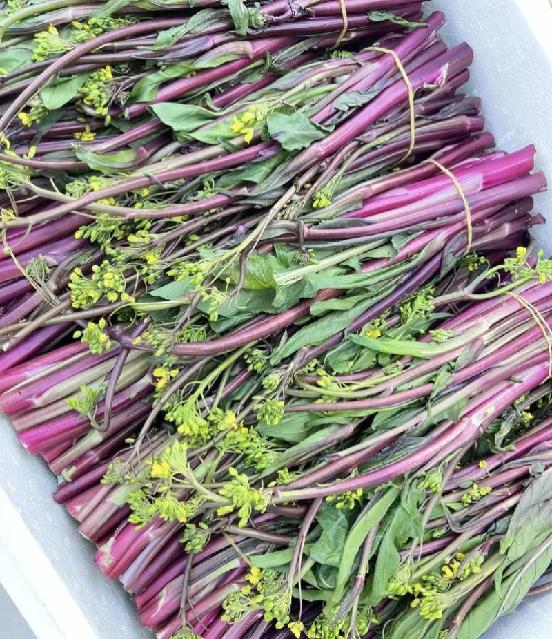 兴蔬五彩艳红早熟60天红菜苔种子紫红菜苔鲜红无蜡粉耐寒甜