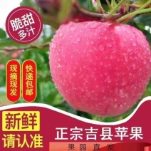 吉县红富士苹果