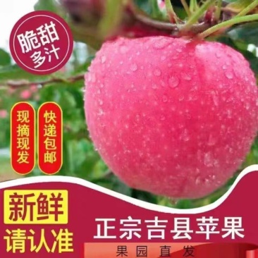 吉县红富士苹果