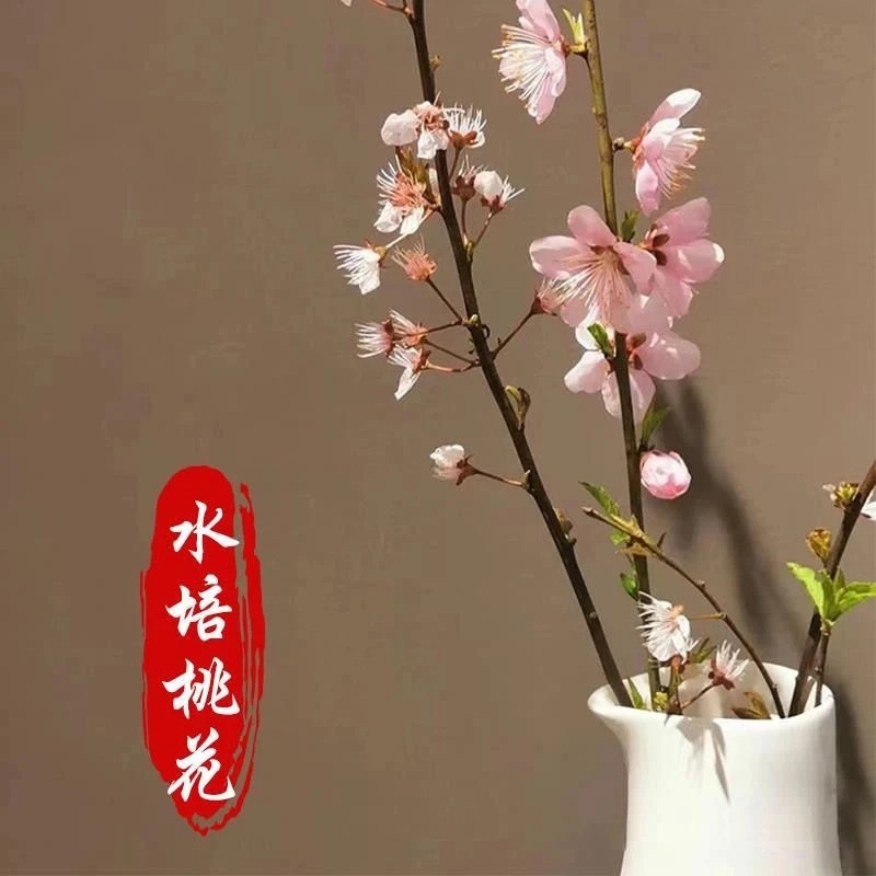 鲜切桃花枝50-60公分