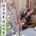 鲜切桃花枝50-60公分