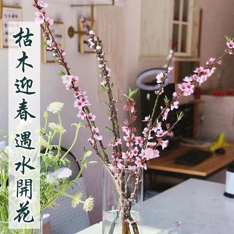 鲜切桃花枝50-60公分